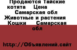 Продаются Тайские котята  › Цена ­ 1 000 - Самарская обл. Животные и растения » Кошки   . Самарская обл.